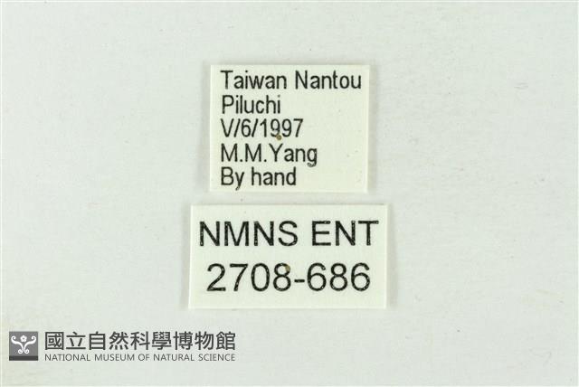 連珠波紋蛾藏品圖，第3張