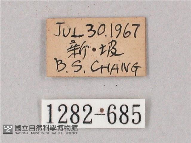 單斜紋天蛾藏品圖，第3張