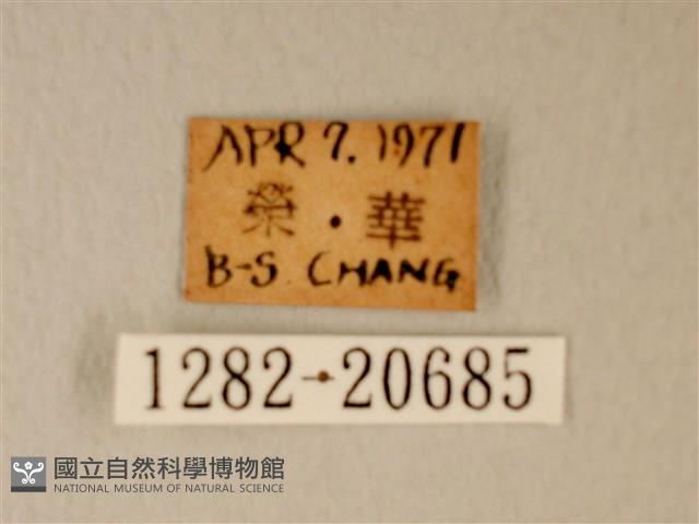綠灰蝶埔里亞種藏品圖，第3張