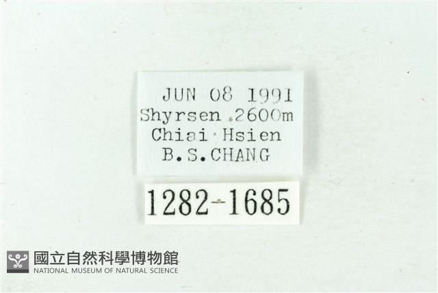 赭新污燈蛾藏品圖，第3張