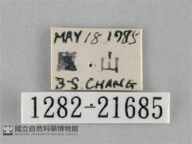 眉原褐刺蛾藏品圖，第3張