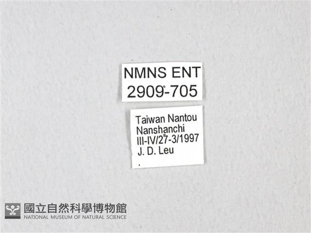 黃星斑鳳蝶藏品圖，第3張