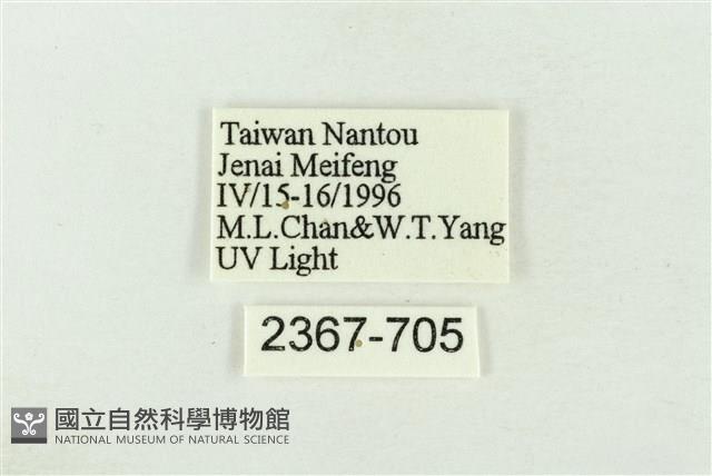 棍棒污燈蛾藏品圖，第3張