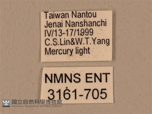 背中白天蛾藏品圖，第3張