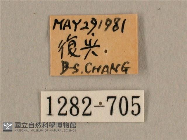 背線天蛾藏品圖，第3張