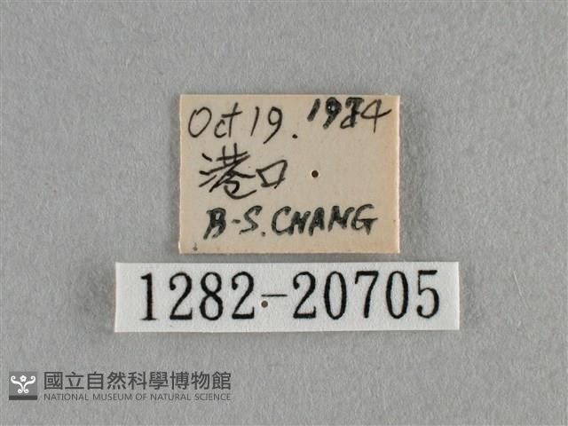 豆波灰蝶藏品圖，第3張