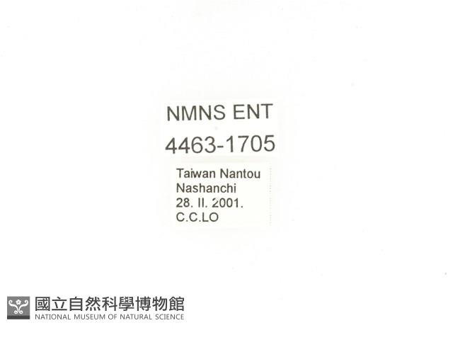 臺灣扇角金龜藏品圖，第2張