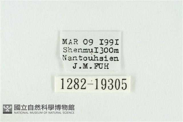 寬紋黃毒蛾藏品圖，第3張