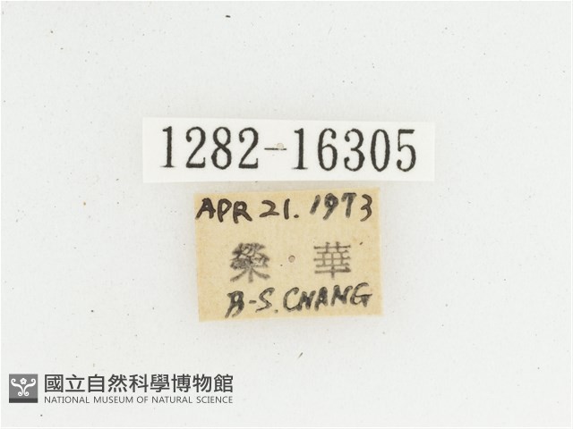 黃肩長腳花金龜藏品圖，第2張