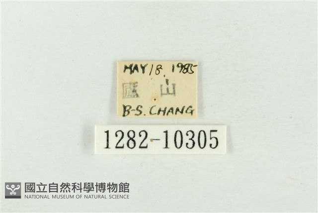 圍異波紋蛾藏品圖，第3張