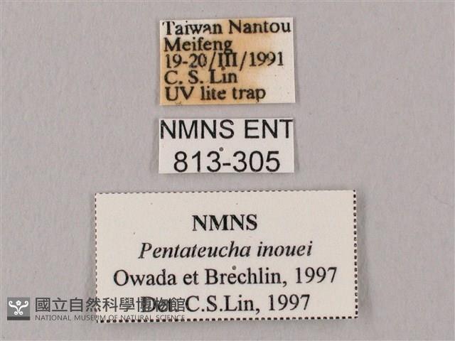 井上氏絨毛天蛾藏品圖，第3張