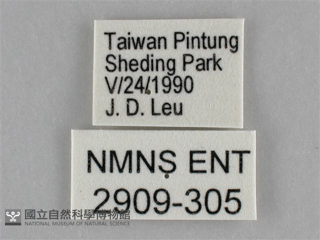 細波遷粉蝶藏品圖，第3張