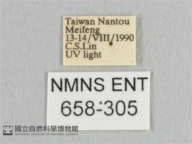 銀端帶鉤蛾藏品圖，第3張