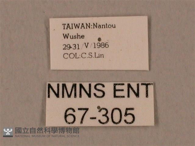 裂斑鷹翅天蛾藏品圖，第3張