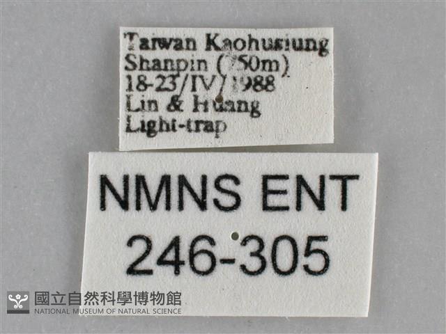 澄線尺蛾藏品圖，第3張