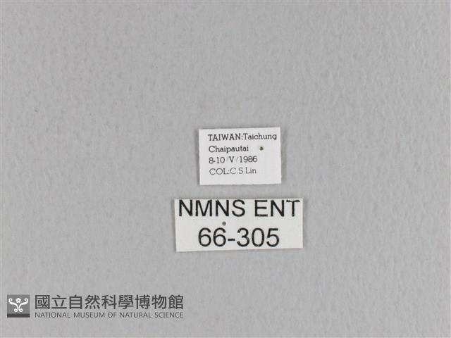 大褐斑枯葉蛾藏品圖，第3張