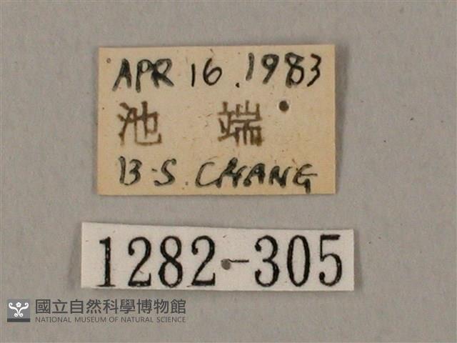 圓斑鷹翅天蛾藏品圖，第3張