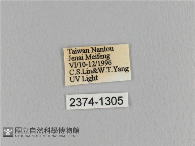 臺灣枯葉蛾藏品圖，第3張
