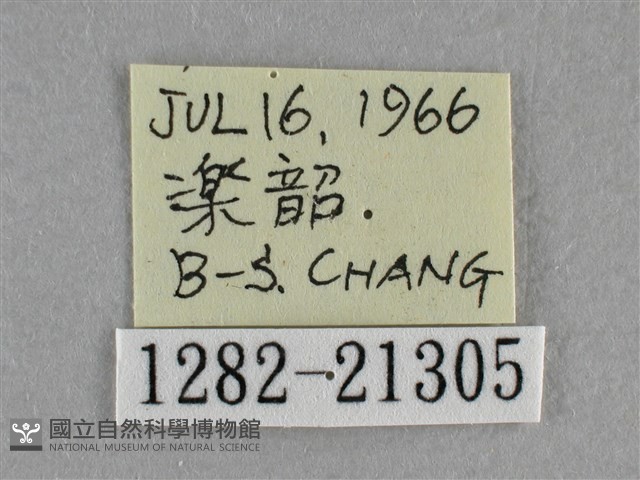 臺灣赭弄蝶藏品圖，第3張