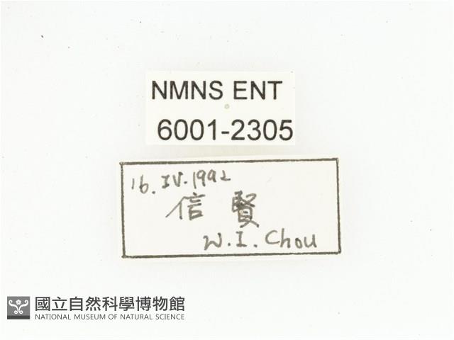 黃肩長腳花金龜藏品圖，第2張