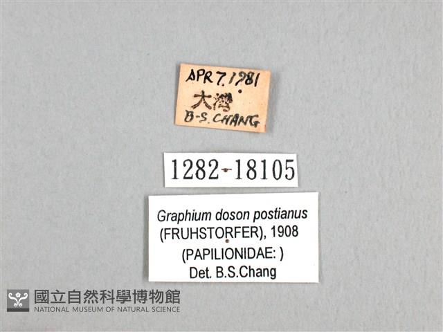 木蘭青鳳蝶藏品圖，第3張