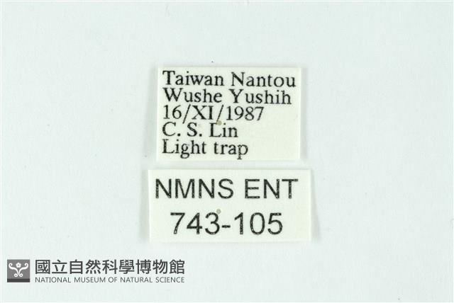 三色豔苔蛾藏品圖，第3張