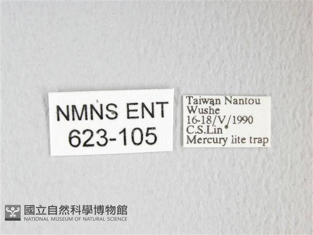 圓翅大鉤蛾藏品圖，第3張