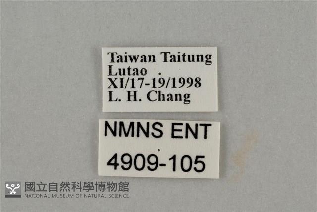 藍灰蝶沖繩亞種藏品圖，第3張