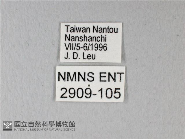 異粉蝶、雌白黃蝶藏品圖，第3張