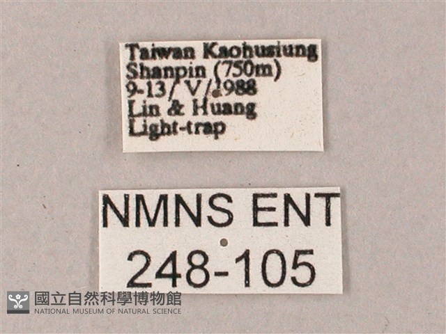雙斑白肩天蛾藏品圖，第3張