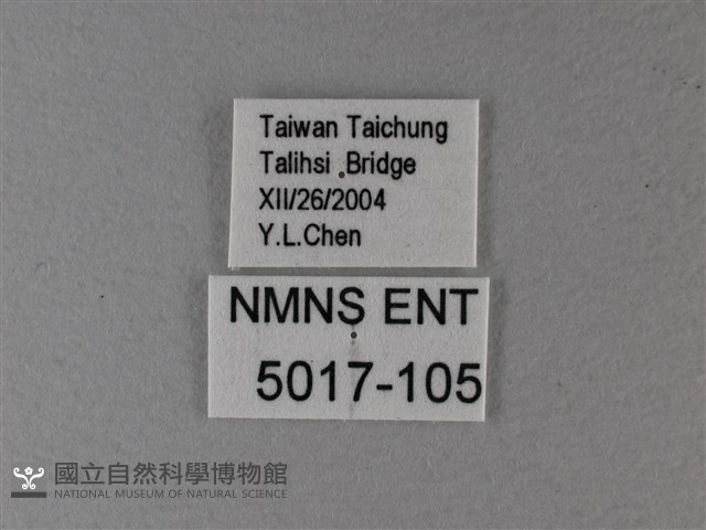 黃鉤蛺蝶藏品圖，第3張