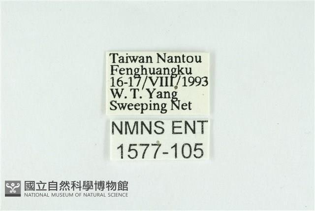 霓彩燕灰蝶藏品圖，第3張