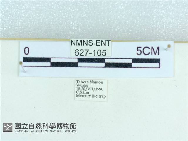 粉蝶燈蛾藏品圖，第3張