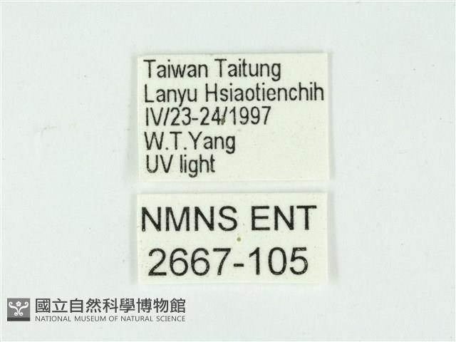 叉紋閃舞蛾藏品圖，第3張