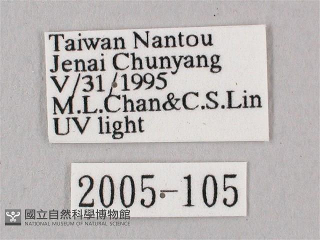 桃紅六點天蛾藏品圖，第3張