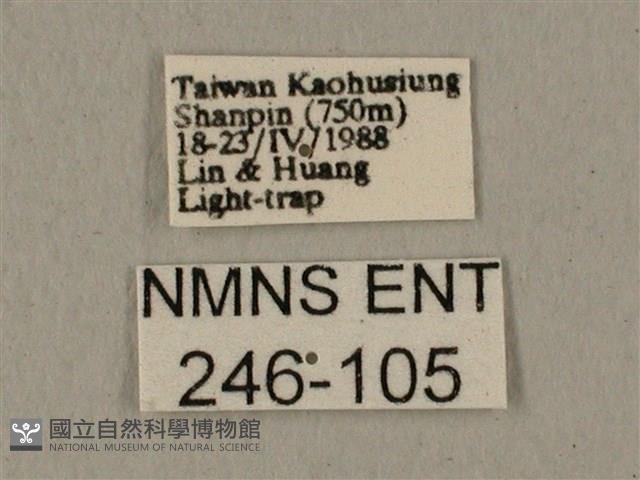 全緣缺角天蛾藏品圖，第3張