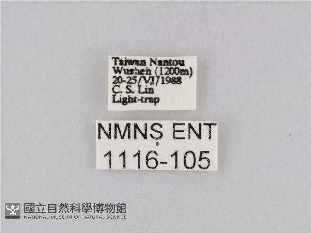 橙擬燈蛾藏品圖，第3張