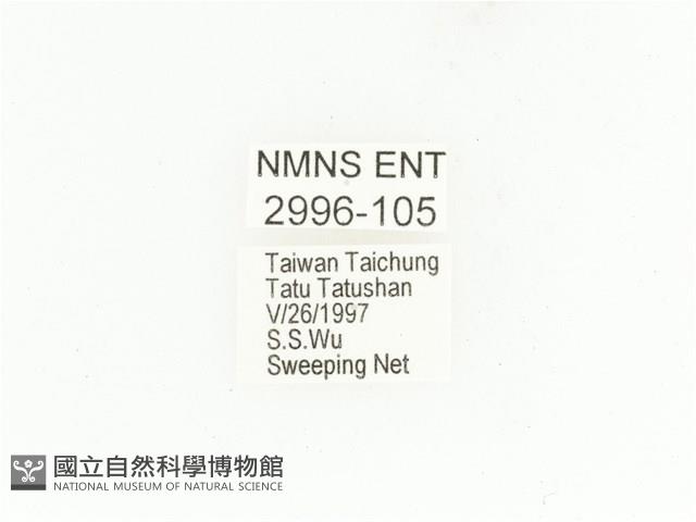 銅點花金龜藏品圖，第2張