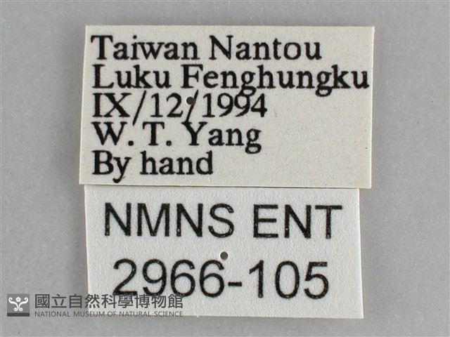 琉璃蛺蝶藏品圖，第3張
