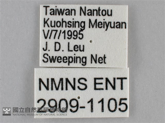 紫俳線蛺蝶藏品圖，第3張