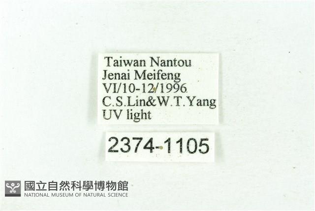 臺雪苔蛾藏品圖，第3張