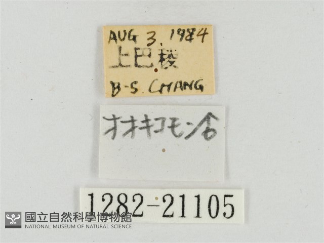 大流星弄蝶藏品圖，第3張