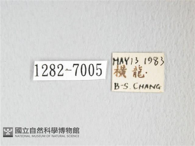 圓翅大鉤蛾藏品圖，第3張