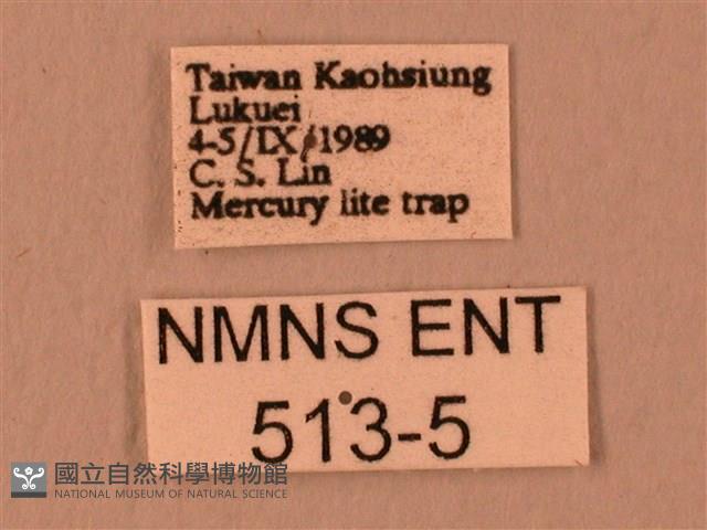 波紋豆天蛾藏品圖，第3張