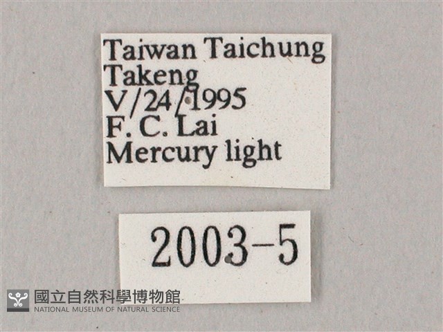 白點天蛾 藏品圖，第3張