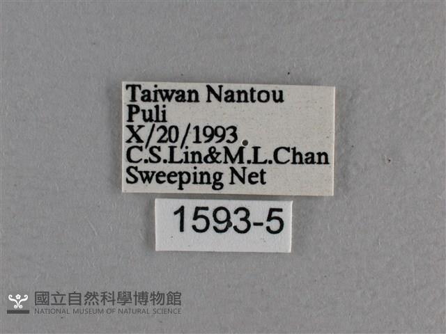 尖翅褐弄蝶藏品圖，第3張