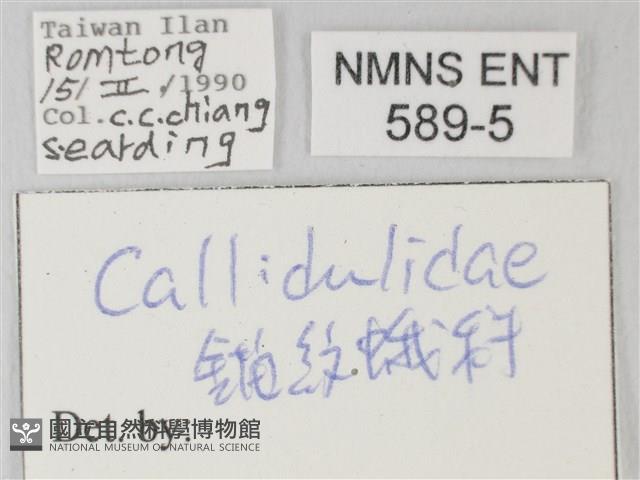 帶錨紋蛾藏品圖，第3張