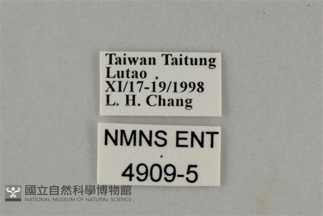 藍灰蝶沖繩亞種藏品圖，第3張