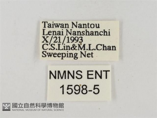 淡褐脈粉蝶藏品圖，第3張