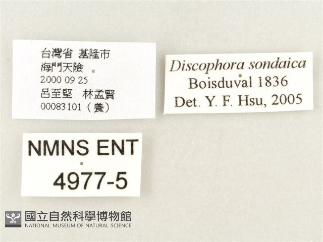 方環蝶藏品圖，第3張